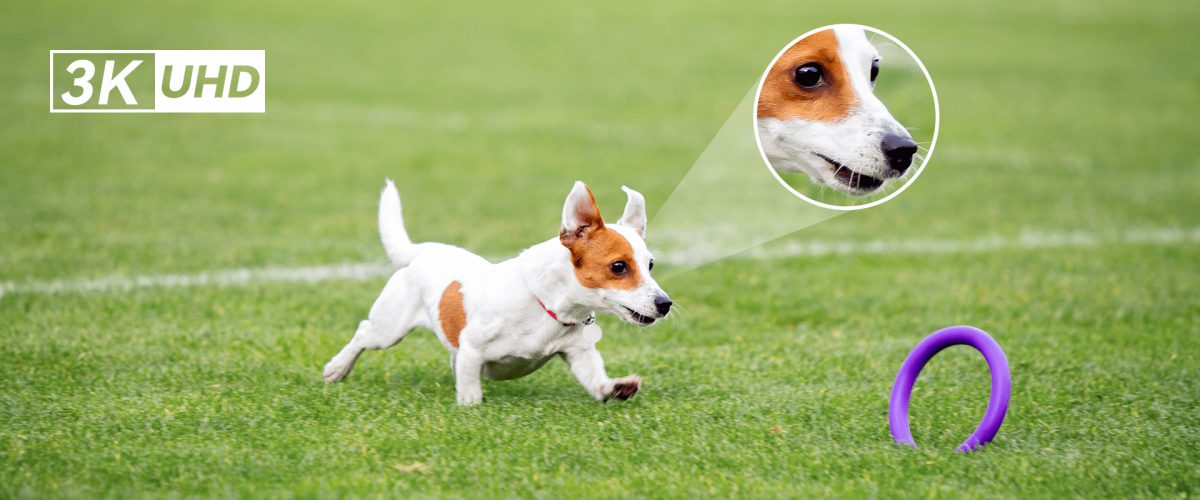 Hình 3K rõ nét: chú chó chạy trên bãi cỏ