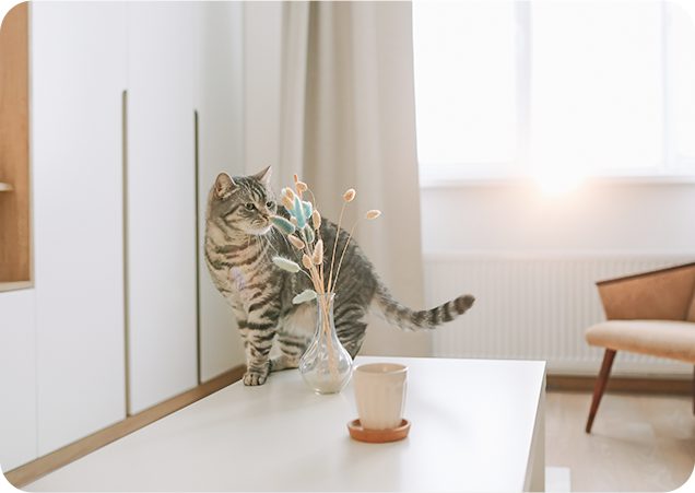 Camera nhận diện chú mèo đi trên bàn