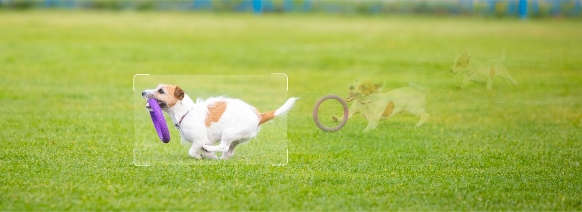 Camera bám theo chú chó đang chạy trên bãi cỏ
